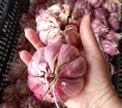 WhatsApp Image 2022-08-01 at 17.34.28 (2) — копия